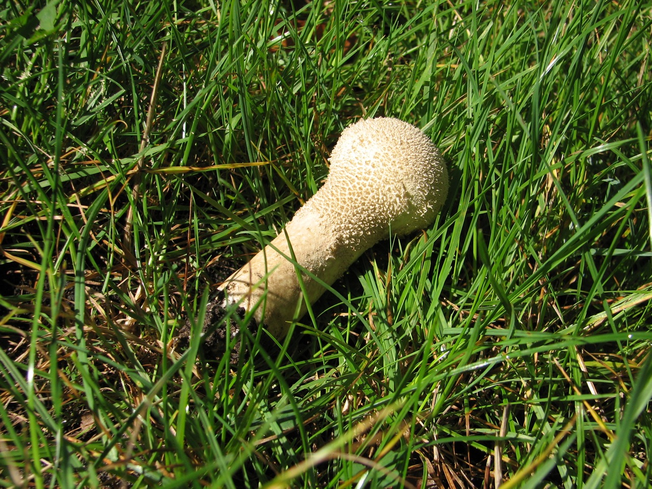 Calvatia Excipuliformis